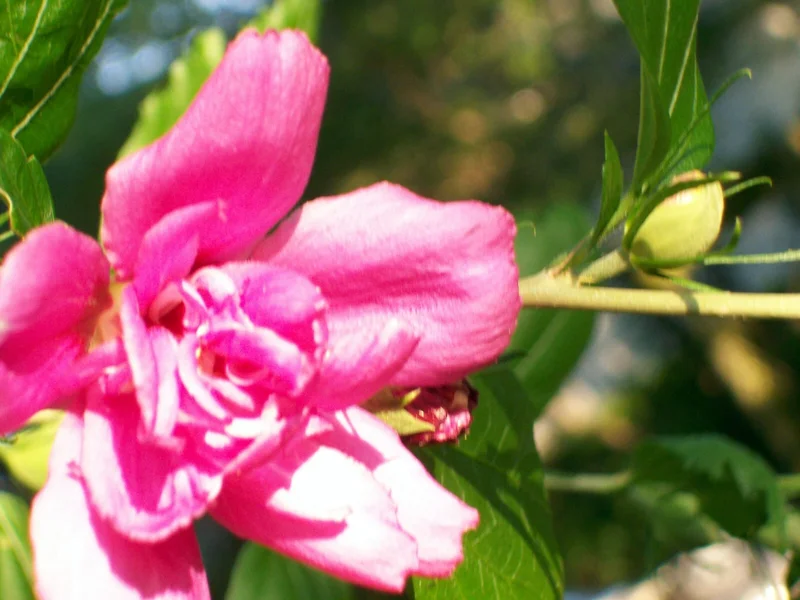 Double Purple/Pink Rose of Sharon Unrooted Cuttings (Set of 10) Outdoor Shrub - Image 7