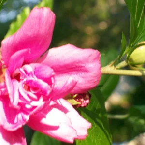 Double Purple/Pink Rose of Sharon Unrooted Cuttings - Set of 10 | Outdoor Shrub - Image 7