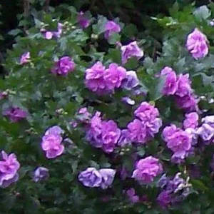 Double Purple/Pink Rose of Sharon Unrooted Cuttings (Set of 10) Outdoor Shrub - Image 1