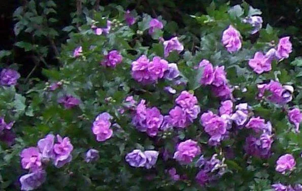Double Purple/Pink Rose of Sharon Unrooted Cuttings (Set of 10) Outdoor Shrub - Image 1