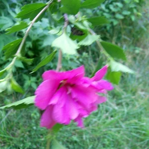 Double Purple/Pink Rose of Sharon Unrooted Cuttings (Set of 10) Outdoor Shrub - Image 8
