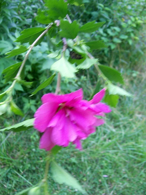 Double Purple/Pink Rose of Sharon Unrooted Cuttings (Set of 10) Outdoor Shrub - Image 8