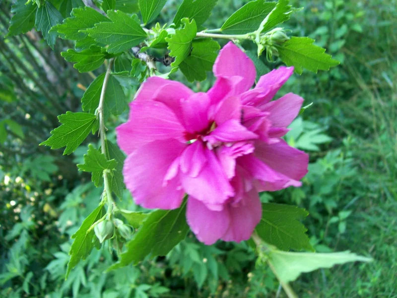 Double Purple/Pink Rose of Sharon Unrooted Cuttings (Set of 10) Outdoor Shrub - Image 9