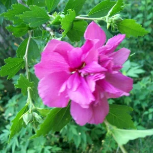 Double Purple/Pink Rose of Sharon Unrooted Cuttings - Set of 10 | Outdoor Shrub - Image 9