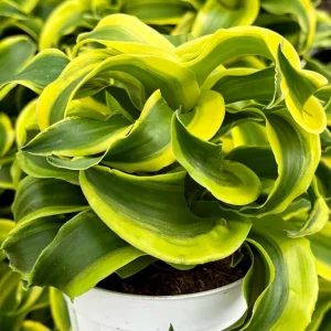 Dracaena Tornado Live Plant – 4 Inch Pot – Curly Houseplant – Indoor Accent - Image 2