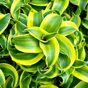 Dracaena Tornado Live Plant – 4 Inch Pot – Curly Houseplant – Indoor Accent - Image 1
