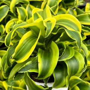 Dracaena Tornado Live Plant – 4 Inch Pot – Curly Houseplant – Indoor Accent - Image 3