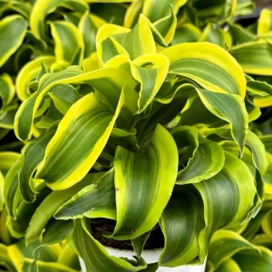 Dracaena Tornado Live Plant - 4 Inch Pot - Curly Houseplant - Easy Care - Image 3