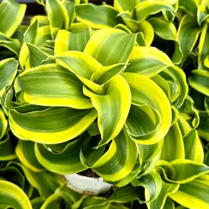 Dracaena Tornado Live Plant - 4 Inch Pot - Curly Houseplant - Easy Care - Image 4