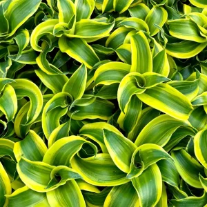 Dracaena Tornado Live Plant – 4 Inch Pot – Curly Houseplant – Indoor Accent - Image 5