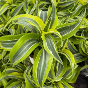 Dracaena Tornado Live Plant - 4 Inch Pot - Curly Houseplant - Easy Care - Image 6