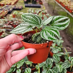 Dragon Skin Peperomia Live Plant - 4 Inch Pot, Variegated Green Silver Leaves, Indoor - Image 2