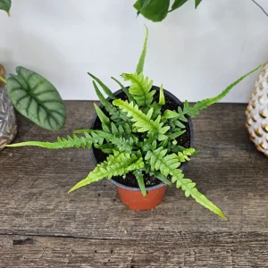 Dragon's Tail Fern Live Plant - Asplenium ebenoides - 4 Inch Pot - Rare Tropical Houseplant - Image 2