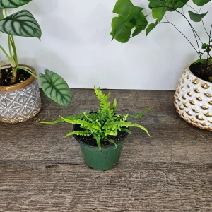 Dragon's Tail Fern Live Plant - Asplenium ebenoides - 4 Inch Pot - Rare Tropical Houseplant - Image 3