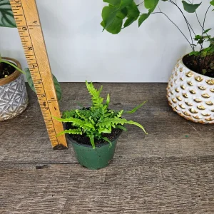 Dragon's Tail Fern Live Plant - Asplenium ebenoides - 4 Inch Pot - Rare Tropical Houseplant - Image 4