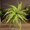 Dragon's Tail Fern Live Plant - Asplenium ebenoides - 4 Inch Pot - Rare Tropical Houseplant - Image 1