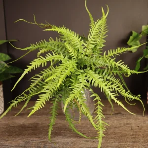 Dragon's Tail Fern Live Plant - Asplenium ebenoides - 4 Inch Pot - Rare Tropical Houseplant - Image 1