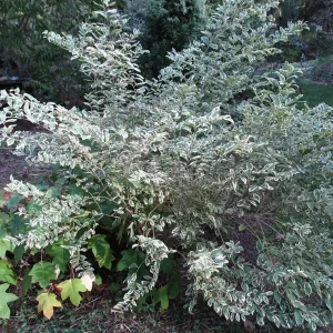 Duet Variegated Beautyberry Live Plant - Callicarpa dichotoma, 12+ Inches Tall, Outdoor Shrub - Image 2