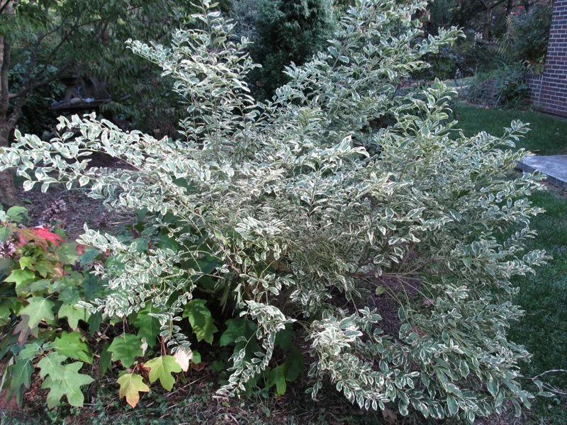 Duet Variegated Beautyberry Live Plant - Callicarpa dichotoma, 12+ Inches Tall, Outdoor Shrub - Image 2