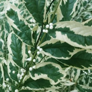 Duet Variegated Beautyberry Live Plant - Callicarpa dichotoma 'Duet' - 12+ Inches Tall - Outdoor Shrub - Image 3