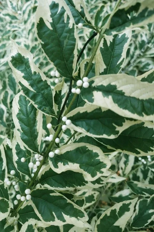 Duet Variegated Beautyberry Live Plant - Callicarpa dichotoma, 12+ Inches Tall, Outdoor Shrub - Image 3