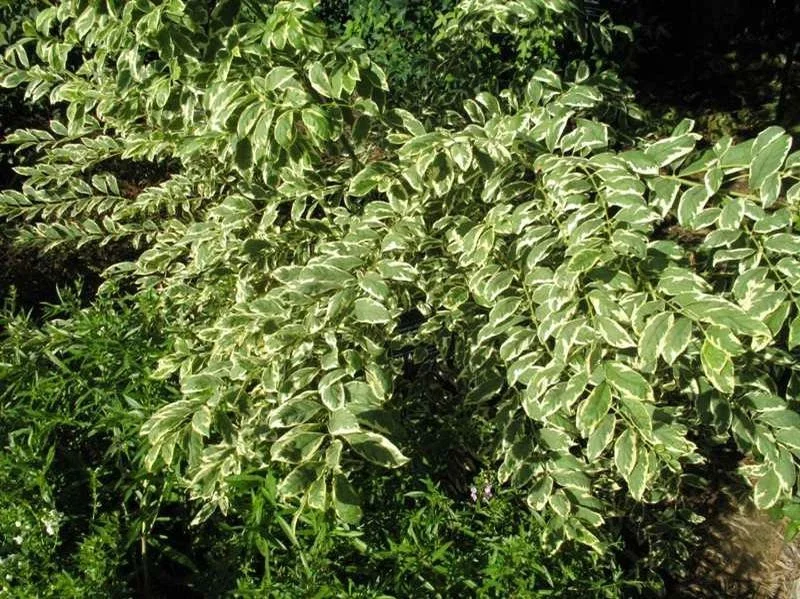 Duet Variegated Beautyberry Live Plant - Callicarpa dichotoma, 12+ Inches Tall, Outdoor Shrub - Image 4