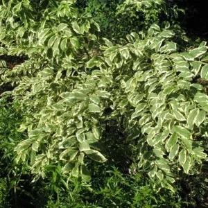 Duet Variegated Beautyberry Live Plant - Callicarpa dichotoma 'Duet' - 12+ Inches Tall - Outdoor Shrub - Image 4