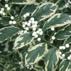 Duet Variegated Beautyberry Live Plant - Callicarpa dichotoma 'Duet' - 12+ Inches Tall - Outdoor Shrub - Image 1