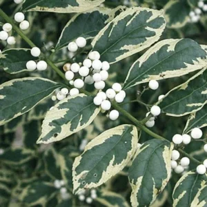 Duet Variegated Beautyberry Live Plant - Callicarpa dichotoma 'Duet' - 12+ Inches Tall - Outdoor Shrub - Image 1