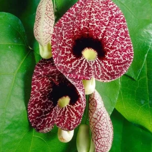 Dutchman's Pipe Vine Live Plant - 4-6 Inch Tall Tropical Climber - Image 2