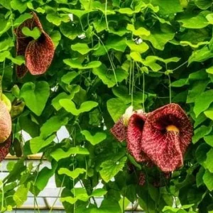Dutchman's Pipe Vine Live Plant - 4-6 Inch Tall Tropical Climber - Image 3