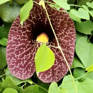 Dutchman's Pipe Vine Live Plant - 4-6 Inch Tall Tropical Climber - Image 4