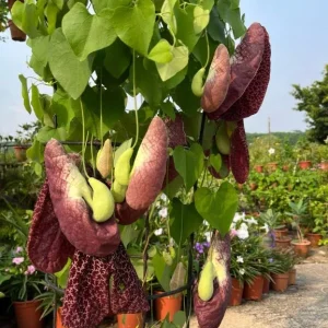 Dutchman's Pipe Vine Live Plant - 4-6 Inch Tall Tropical Climber - Image 5