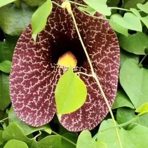 Dutchman's Pipe Vine Live Plant - 4-6 Inch Tall Tropical Climber - Image 6