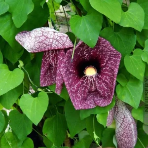 Dutchman's Pipe Vine Live Plant - 4-6 Inch Tall Tropical Climber - Image 7