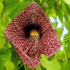 Dutchman's Pipe Vine Live Plant - 4-6 Inch Tall Tropical Climber - Image 1