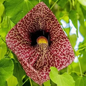 Dutchman's Pipe Vine Live Plant - 4-6 Inch Tall Tropical Climber - Image 1