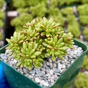 Dwarf Aeonium Sedifolium Live Succulent Plant – Rare 4 Inch Pot – Indoor/Outdoor - Image 1