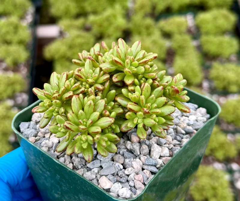 Dwarf Aeonium Sedifolium Live Succulent Plant – Rare 4 Inch Pot – Indoor/Outdoor - Image 1