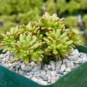 Dwarf Aeonium Sedifolium Live Succulent Plant – Rare 4 Inch Pot – Indoor/Outdoor - Image 2