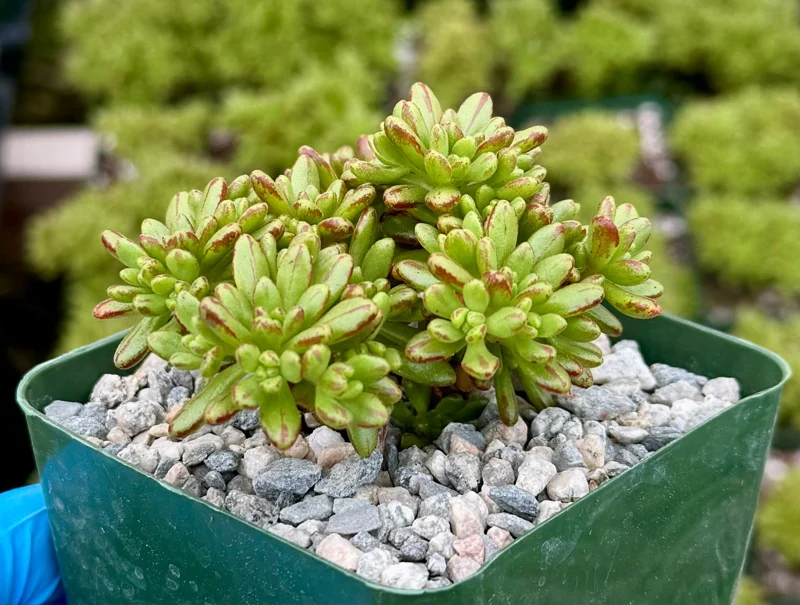 Dwarf Aeonium Sedifolium Live Succulent Plant – Rare 4 Inch Pot – Indoor/Outdoor - Image 2