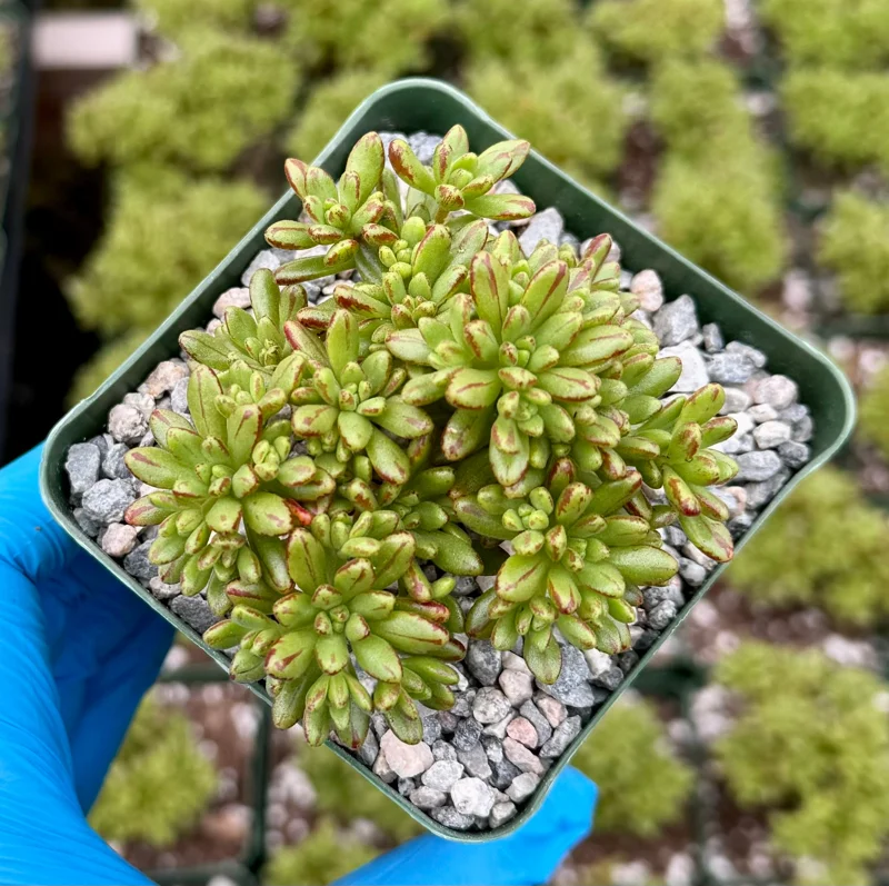 Dwarf Aeonium Sedifolium Live Succulent Plant – Rare 4 Inch Pot – Indoor/Outdoor - Image 3