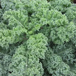 Dwarf Blue Curled Kale Live Plants – 3 Plants in 4 Inch Nursery Pot – Edible Vegetable - Image 2