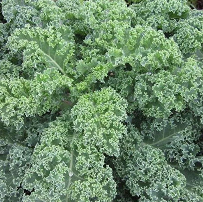 Dwarf Blue Curled Kale Live Plants – 3 Plants in 4 Inch Nursery Pot – Edible Vegetable - Image 2