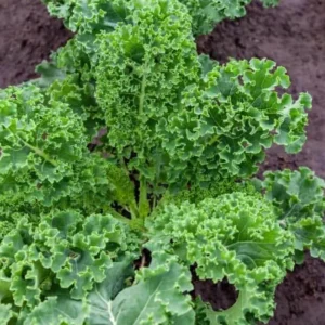 Dwarf Blue Curled Kale Live Plants – 3 Plants in 4 Inch Nursery Pot – Edible Vegetable - Image 3
