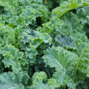 Dwarf Blue Curled Kale Live Plants – 3 Plants in 4 Inch Nursery Pot – Edible Vegetable - Image 4