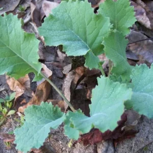 Dwarf Blue Curled Kale Live Plants – 3 Plants in 4 Inch Nursery Pot – Edible Vegetable - Image 5