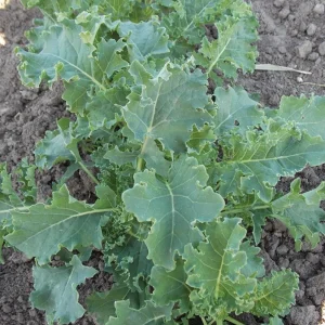 Dwarf Blue Curled Kale Live Plants – 3 Plants in 4 Inch Nursery Pot – Edible Vegetable - Image 6
