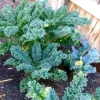 Dwarf Blue Curled Kale Live Plants – 3 Plants in 4 Inch Nursery Pot – Edible Vegetable - Image 1