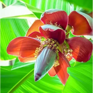 Dwarf Cavendish Banana Plant Live - Tropical Fruit Tree - 1 Gallon Pot - Image 2